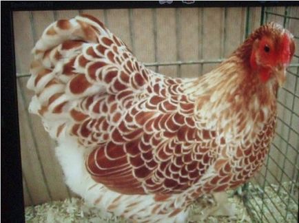 Csirkék Wyandotte - leírás és a fajta jellemzői, hány élő, fotó és leírás a típusú ezüst