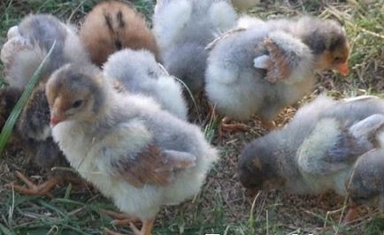 Chicken Wyandot - descrierea și caracteristicile rasei, câți trăiesc, fotografia și descrierea speciilor de argintiu