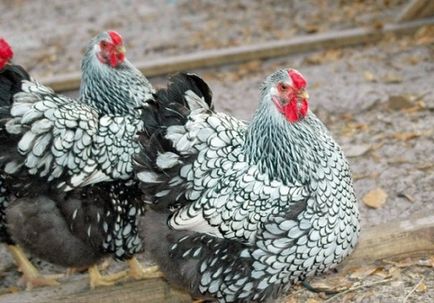 Chicken Wyandot - descrierea și caracteristicile rasei, câți trăiesc, fotografia și descrierea speciilor de argintiu