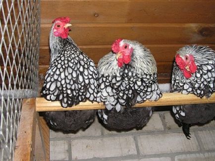 Csirkék Wyandotte - leírás és a fajta jellemzői, hány élő, fotó és leírás a típusú ezüst