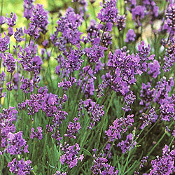 Lavender ültetés, gondozás, a legjobb fajok és fajták meglepő virág