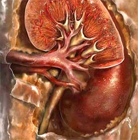 Tratamentul glomerulonefritei cu medicina populară