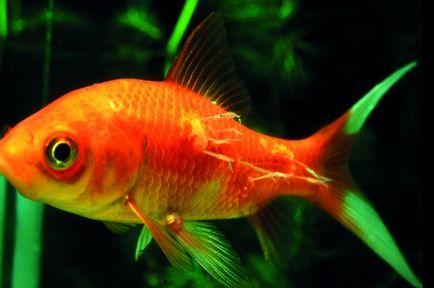 Lerneoza - o boala de pește de apă dulce