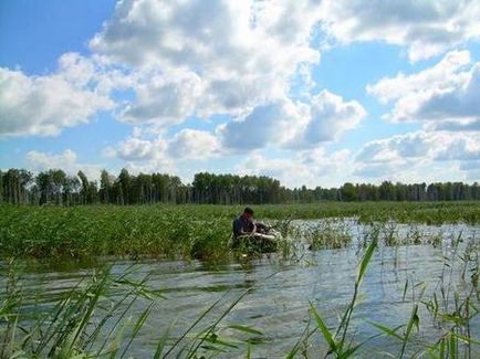 Ловля коропа в очеретах - як підготувати - вікно - саморобки для риболовлі своїми руками