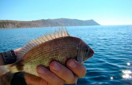 Ловля морського карася (ласкіря) на що ловити і де