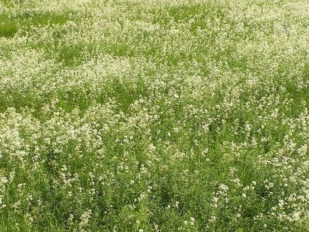 Rét gyep féle vetőmag bluegrass Care reprodukciós fotó