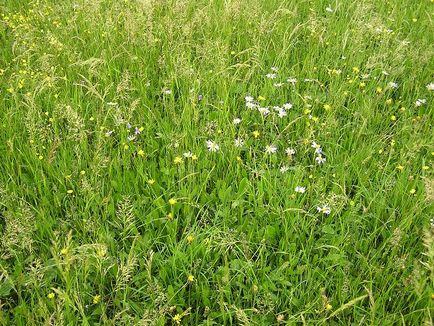 Rét gyep féle vetőmag bluegrass Care reprodukciós fotó