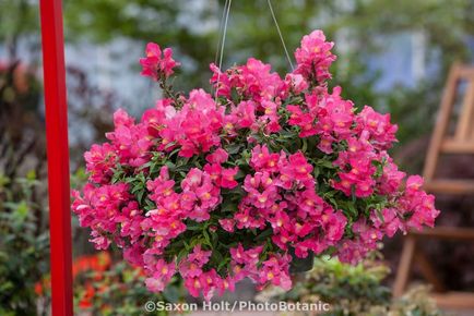 Snapdragon ampel crescând din semințe, plantare, îngrijire, varietate, fotografie