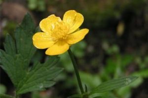 Buttercup descriere acridă și otrăvitoare, aplicare, otrăvire, fotografie