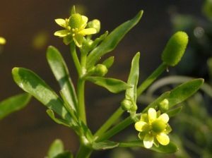 Buttercup descriere acridă și otrăvitoare, aplicare, otrăvire, fotografie