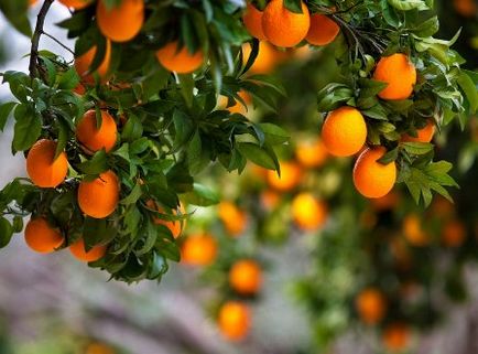 Mandarine en-gros de la Abhazia prețurile prima mana de la 1 tona