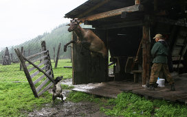 Codul Maral, precum și de ce, pe Altai, au crescut un subspecii rare de știri de cer