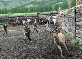 Codul Maral, precum și de ce, pe Altai, au crescut un subspecii rare de știri de cer