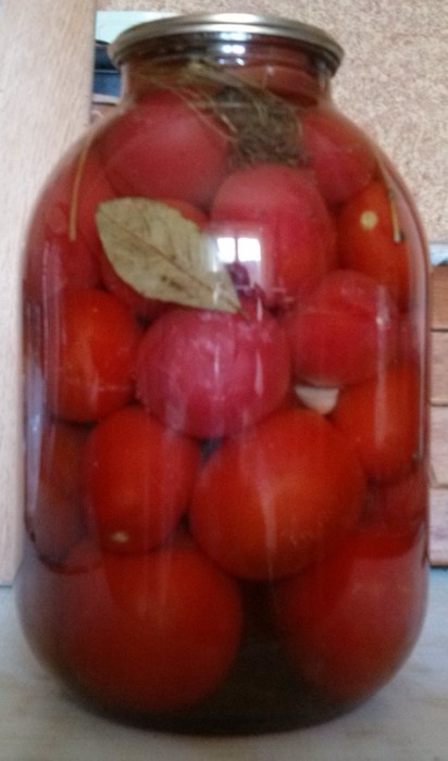 Мариновані помідори без стерилізації - покроковий рецепт з картинками як маринувати помідори в