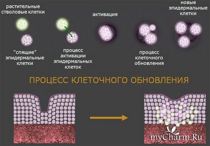 Маска compliment - омолодження за допомогою гіалуронової кислоти і стовбурових клітин