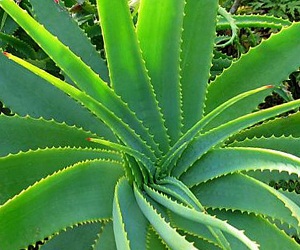 Hair Mask Aloe Vera otthon, és egyéb felhasználási receptek