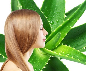 Hair Mask Aloe Vera otthon, és egyéb felhasználási receptek