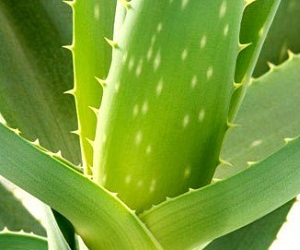 Hair Mask Aloe Vera otthon, és egyéb felhasználási receptek