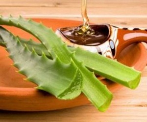 Hair Mask Aloe Vera otthon, és egyéb felhasználási receptek