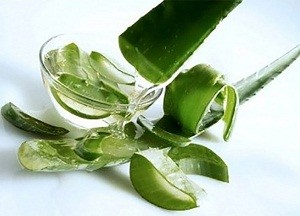 Hair Mask Aloe Vera otthon, és egyéb felhasználási receptek