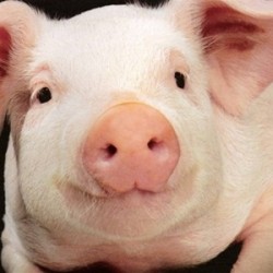 În clasa de master, compunem o rație pentru porci