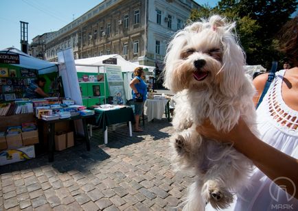 Farul, cei 20 de câini amuzanți din Odessa (partea a 3-a)