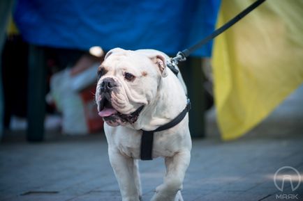 Farul, cei 20 de câini amuzanți din Odessa (partea a 3-a)