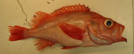 Морський окунь опис, цікаві відомості про рибу