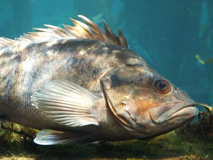 Морський окунь опис, цікаві відомості про рибу