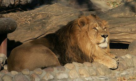 Gradina zoologica din Moscova va arata pisicile nesociabile