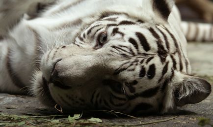 Московський зоопарк покаже відлюдних кішок