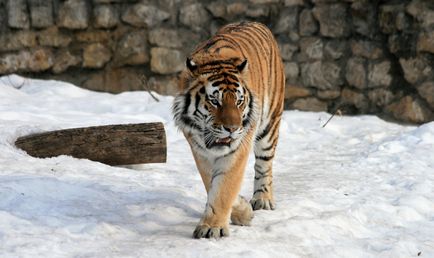 Московський зоопарк покаже відлюдних кішок