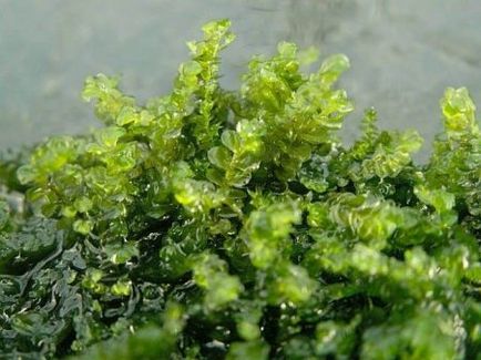Мох Пеарл, мох перловий (pearl moss) - домашній акваріум