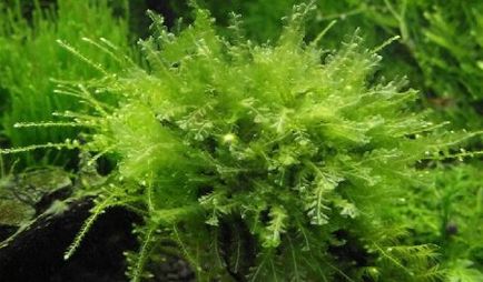 Мох Пеарл, мох перловий (pearl moss) - домашній акваріум