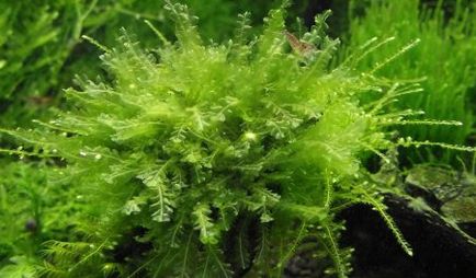 Мох Пеарл, мох перловий (blepharostoma trichophyllum, pearl moss), aquaflam