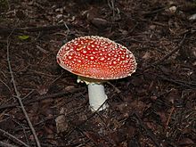 Amanita muscaria