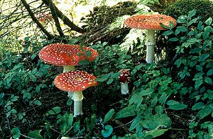 Amanita muscaria