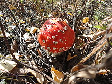 Amanita muscaria