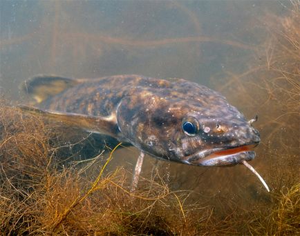 Ce poți prinde pe burbot