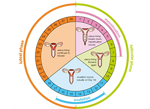 Violarea ciclului menstrual - clinica homeopatică 