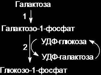 Спадкові хвороби як результат мінливості