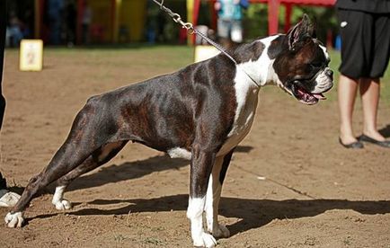 Boxer boxer boxer de boxer german, demonstrație de câine profesionist handler handler