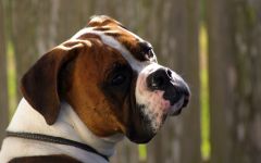 Német hedling fényképet boxer boxer kutya bemutató mutatnak szakmai felvezető felvezető