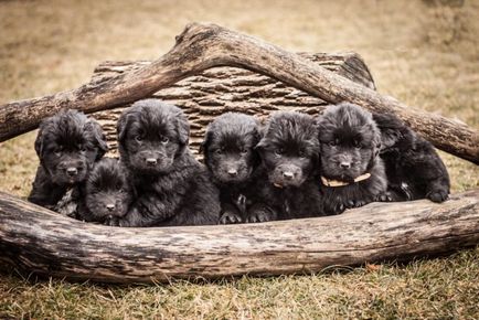 Descrierea rasei Newfoundland, caracteristică și foto -