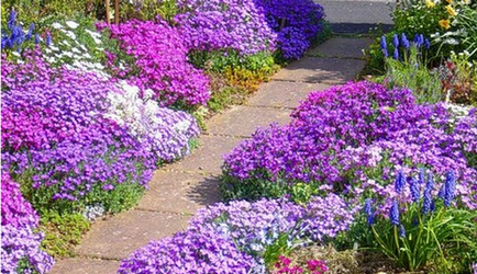 Aubrieta a kertben, gyönyörű ötletek a kertben