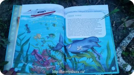 Навчальна казка про дельфінів і найдивовижніші факти про дельфінів, квіти життя