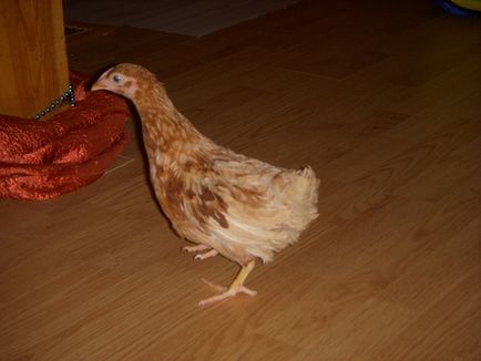 Áttekintés csirke fajtához barna becenevet leírás és teljes jellemzését egy fotó