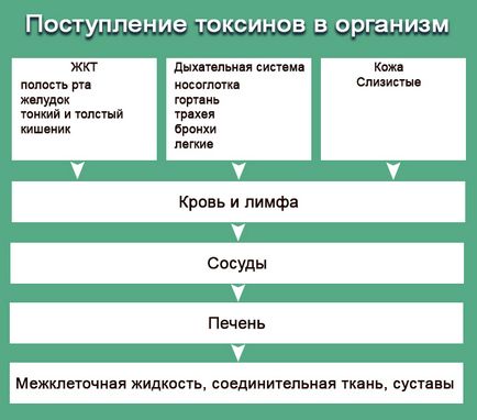 Очищення організму в домашніх умовах рисом, вівсом, по Неумивакіна, чистотілом і ін