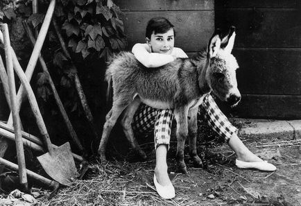 Audrey Hepburn és az állatok (40 fotó)