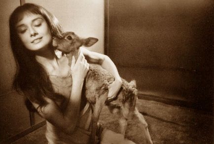 Audrey Hepburn și animale (40 fotografii)